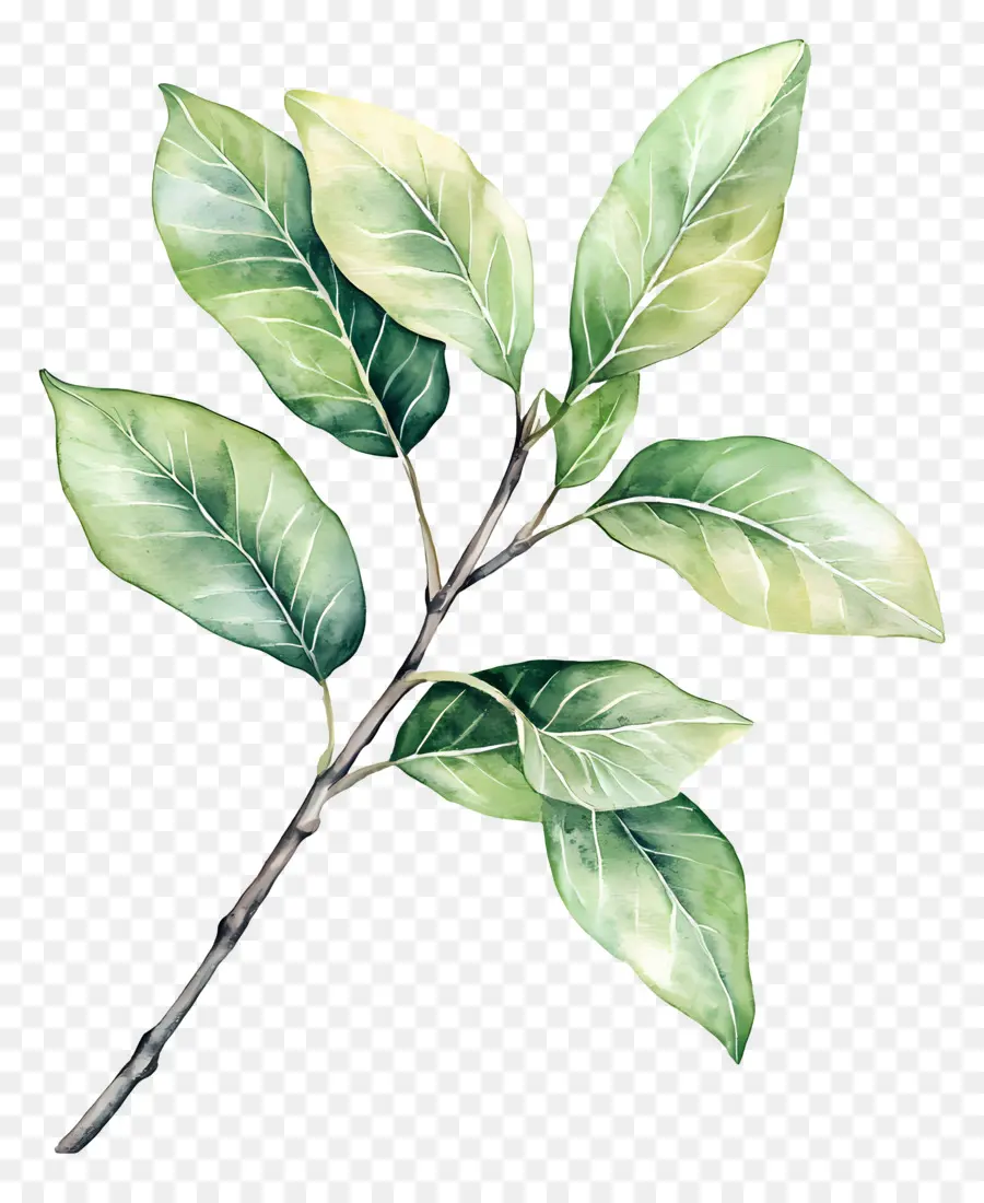 Lukisan Daun，Daun Hijau PNG