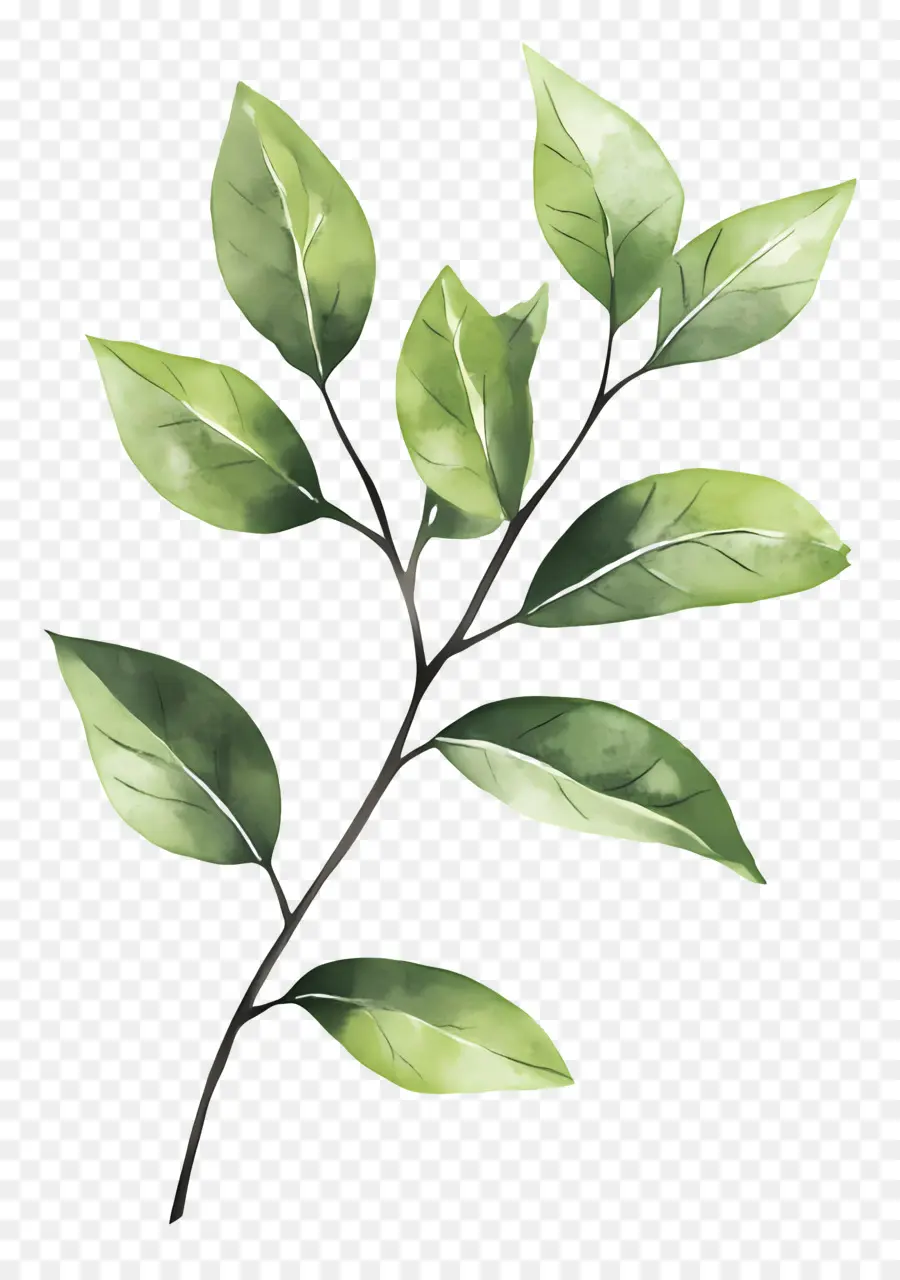 Lukisan Daun，Daun Hijau PNG