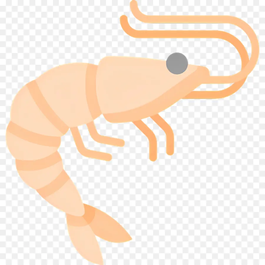 Udang，Krustasea PNG