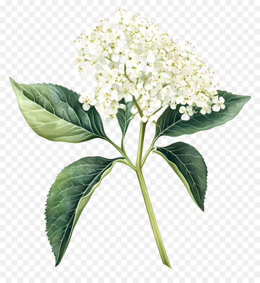 Bunga Elder，Hortensia PNG