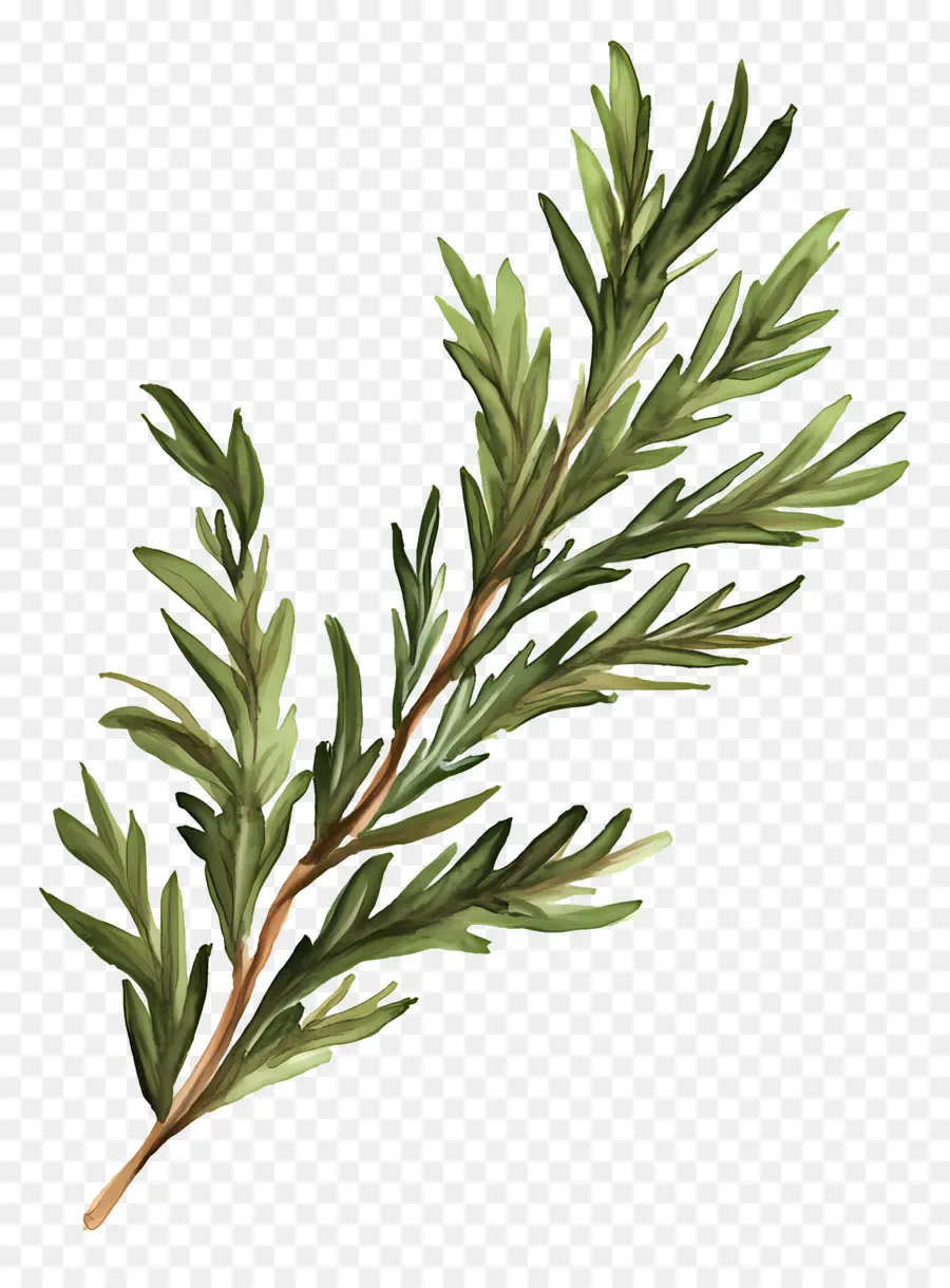 Lukisan Daun，Rosemary PNG