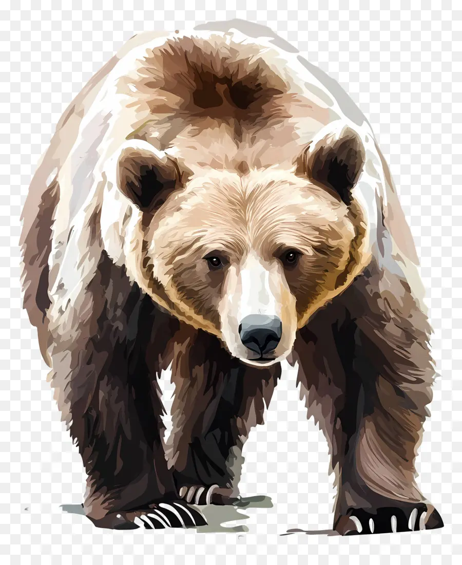 Beruang Grizzly，Beruang PNG