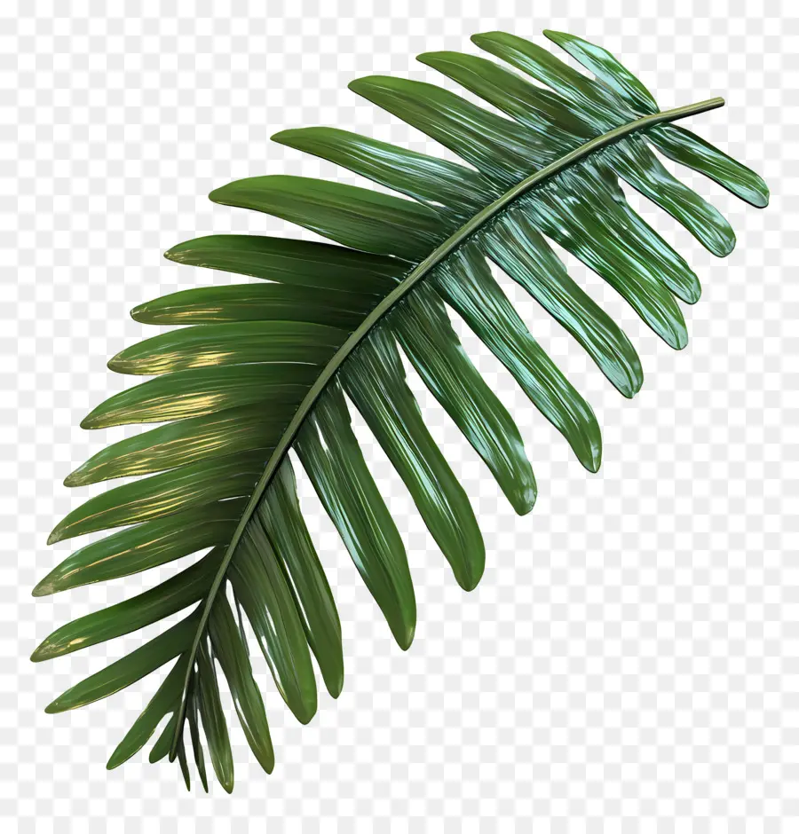 Daun Kelapa，Daun Monstera PNG