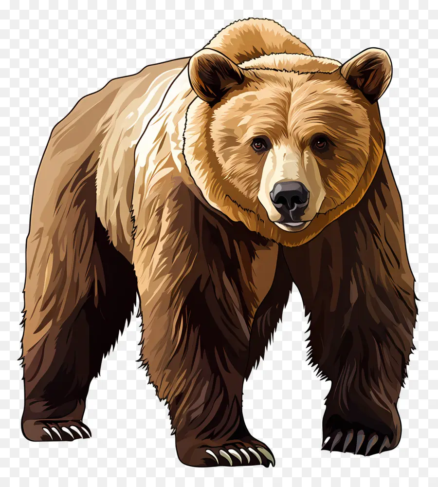 Beruang Grizzly，Beruang PNG