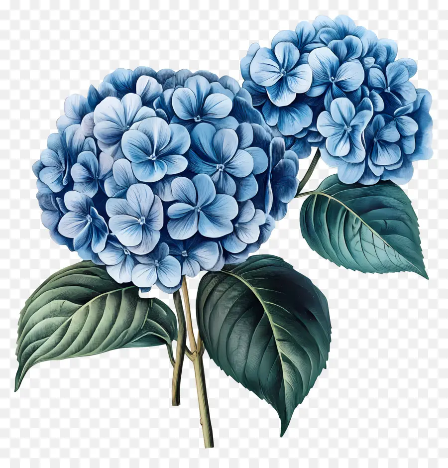 Buket Hydrangea，Hydrangea Biru PNG