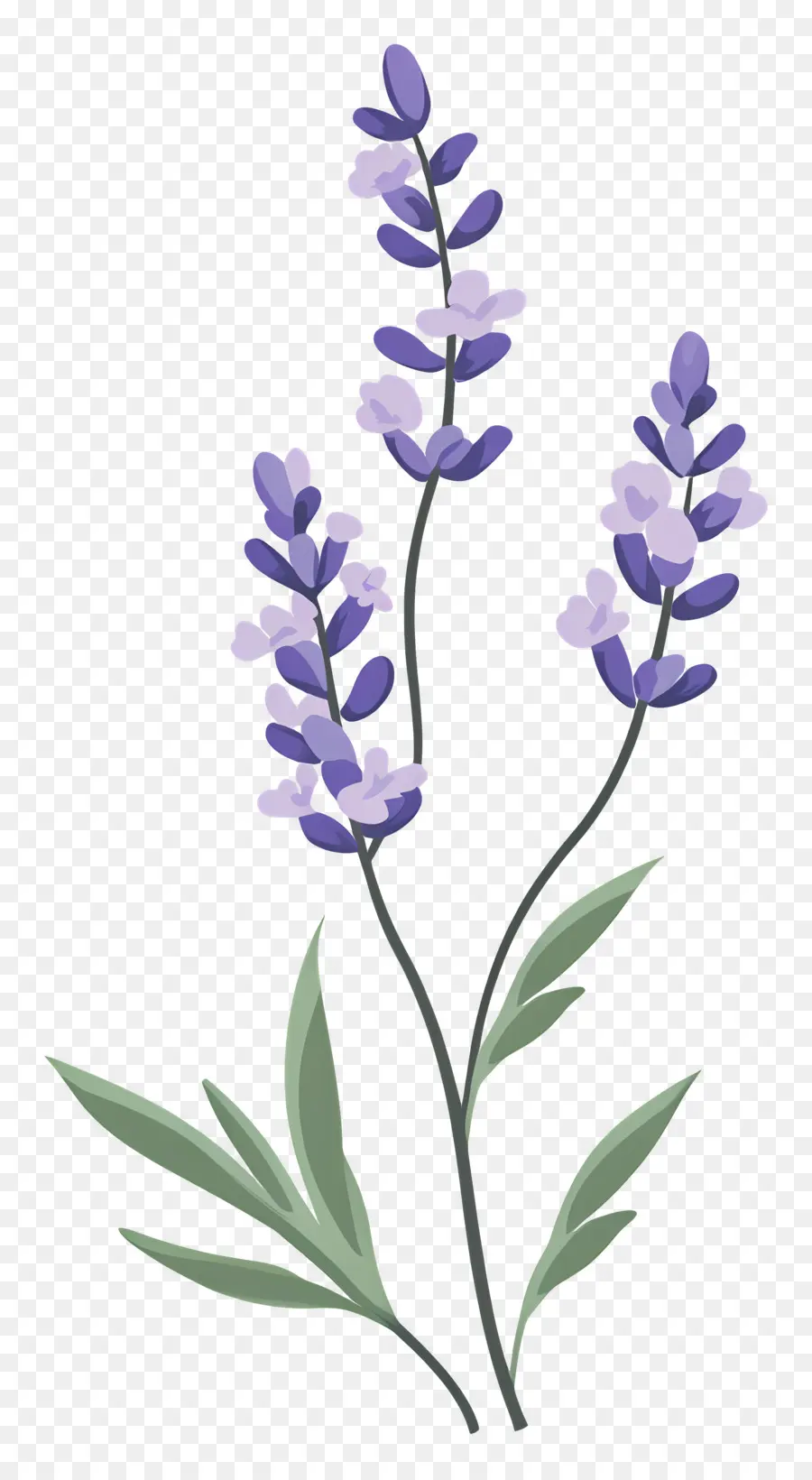 Bunga Lavender，Warna Lembayung Muda PNG