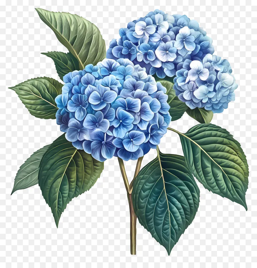 Buket Hydrangea，Bunga Hydrangea PNG