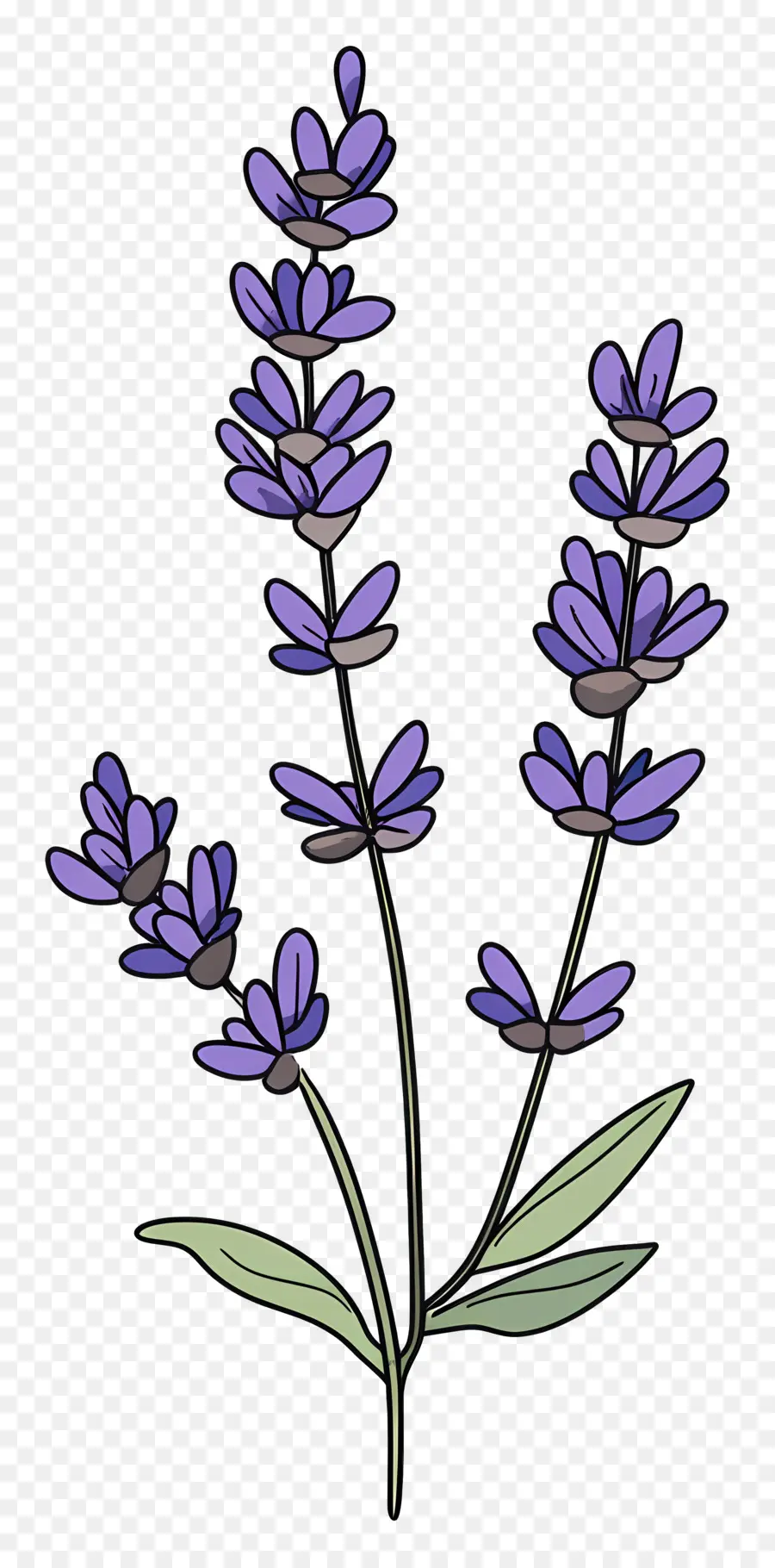 Bunga Lavender，Warna Lembayung Muda PNG