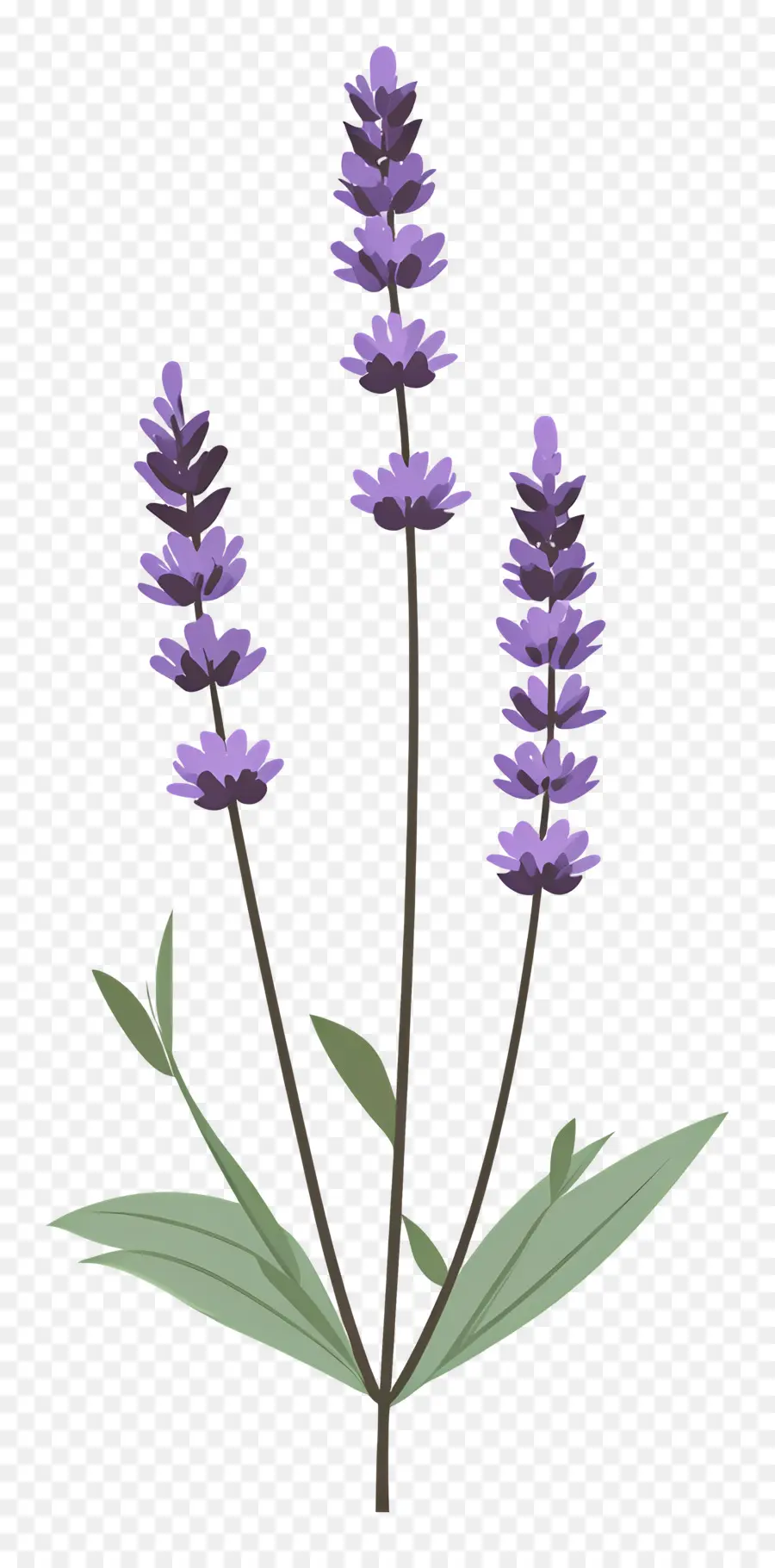 Bunga Lavender，Warna Lembayung Muda PNG