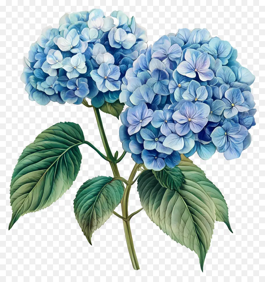 Bunga Hydrangea Biru，Hydrangea Biru PNG