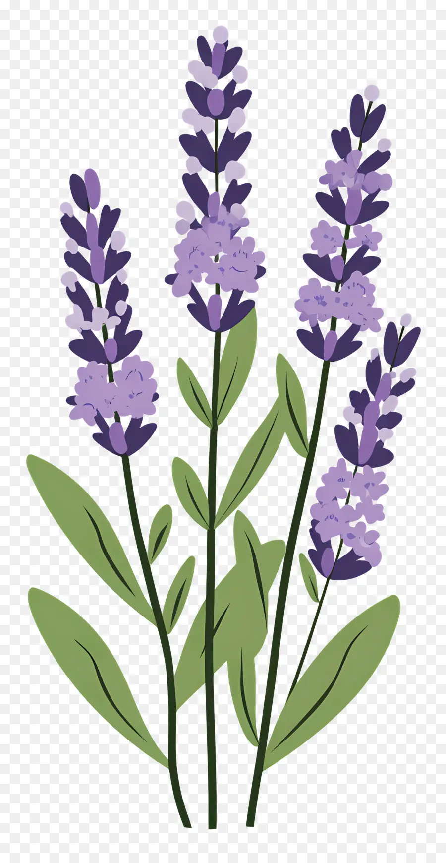 Bunga Lavender，Warna Lembayung Muda PNG