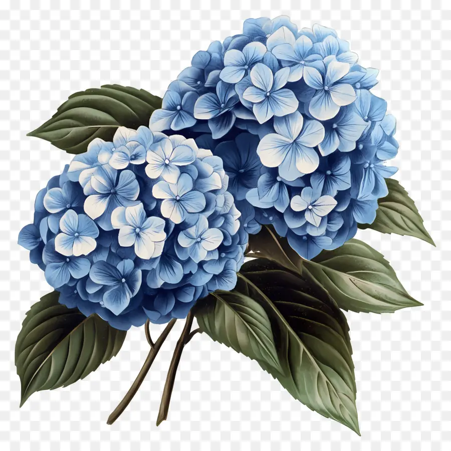 Buket Hydrangea，Hydrangea Biru PNG