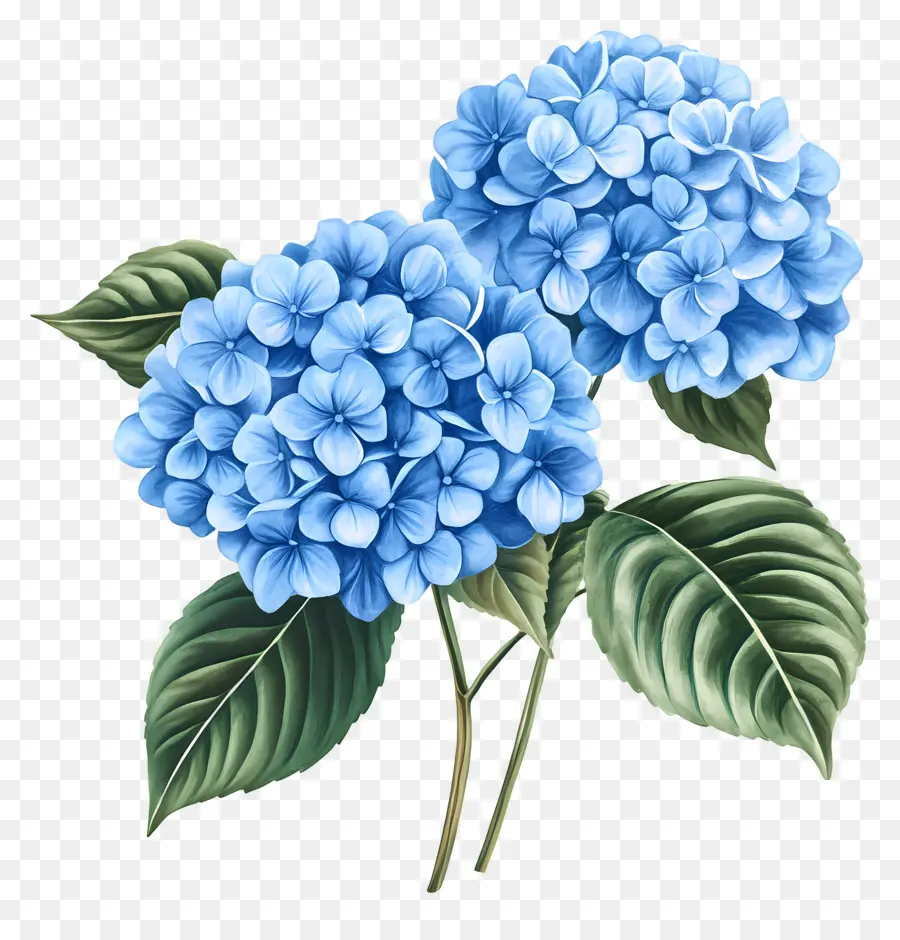 Buket Hydrangea，Hydrangea Biru PNG