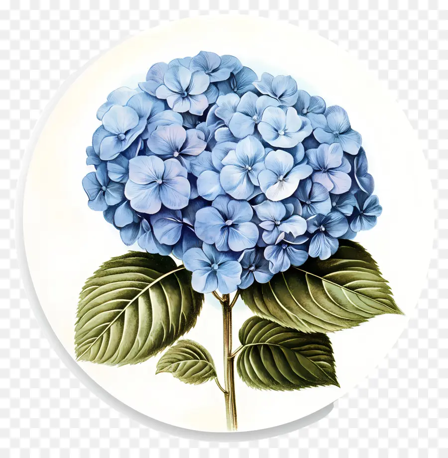 Bunga Hydrangea Biru，Hydrangea Biru PNG