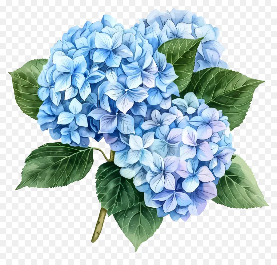 Bunga Hydrangea Biru，Hydrangea Biru PNG