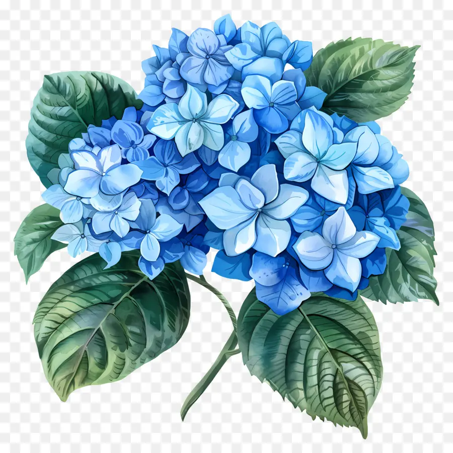 Bunga Hydrangea Biru，Hortensia PNG