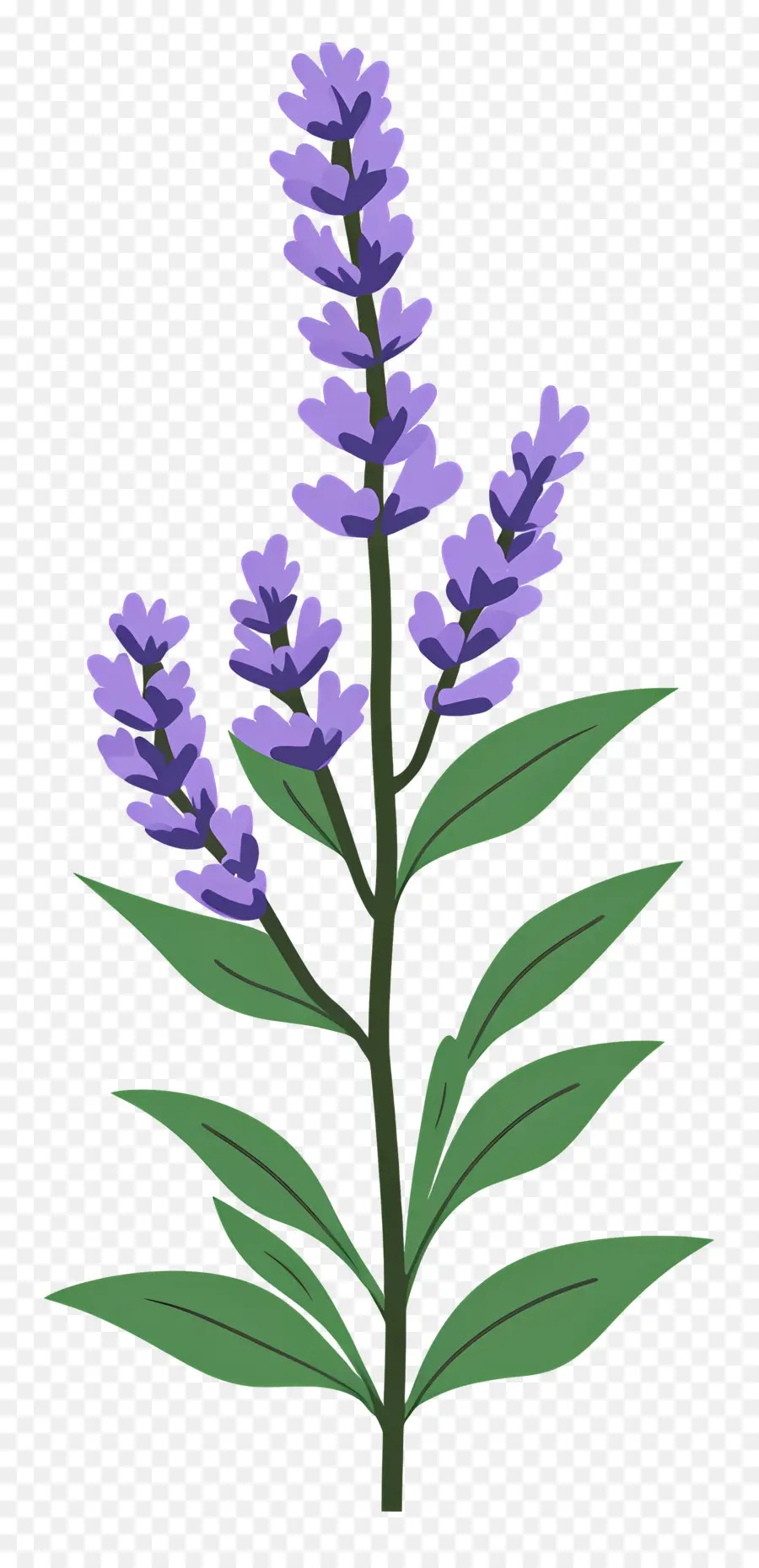 Bunga Lavender，Warna Lembayung Muda PNG