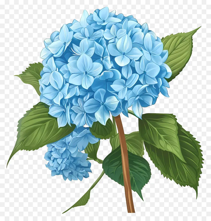 Bunga Hydrangea Biru，Hydrangea Biru PNG