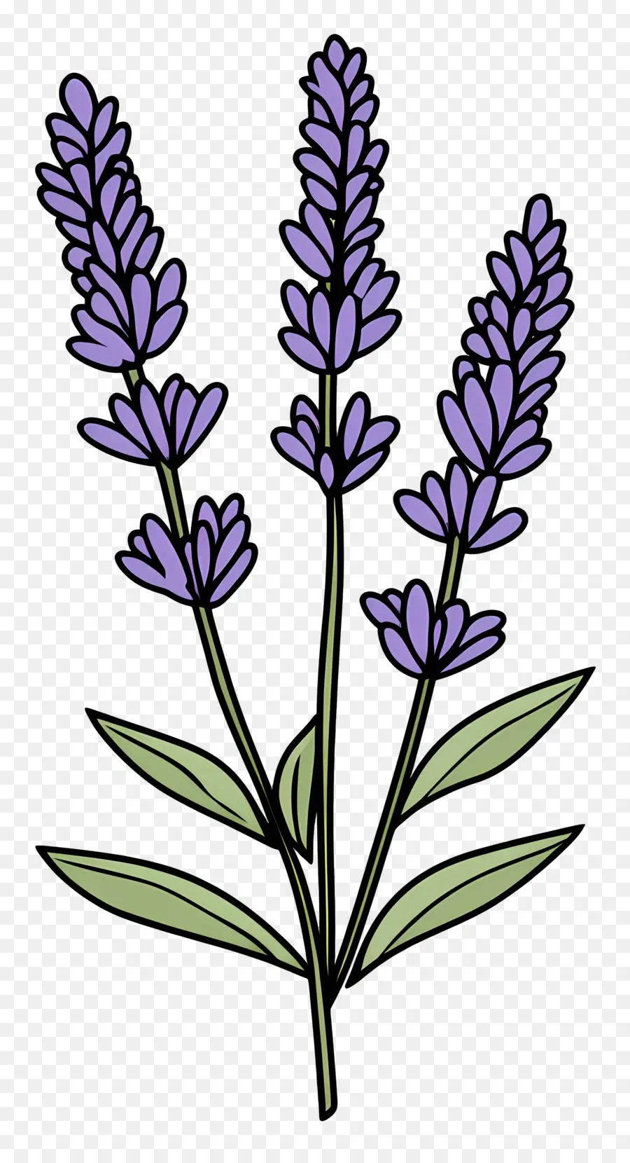 Bunga Lavender，Warna Lembayung Muda PNG