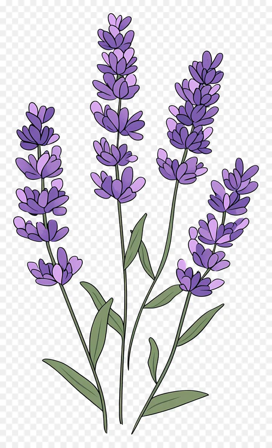 Bunga Lavender，Warna Lembayung Muda PNG