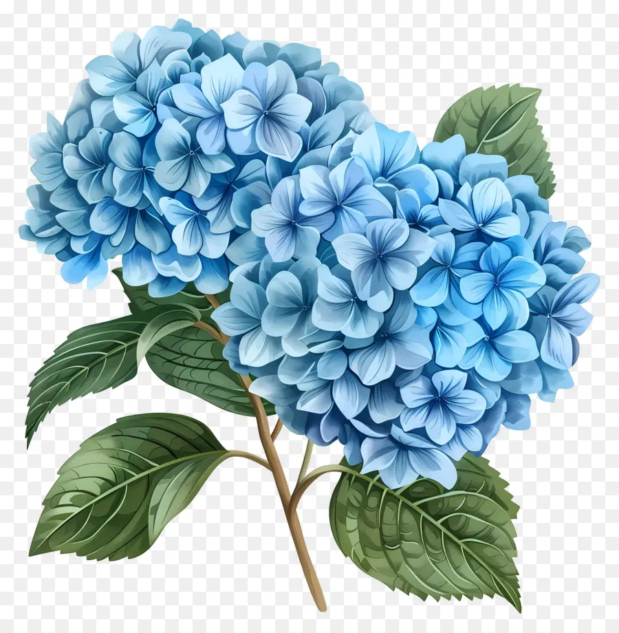 Bunga Hydrangea Biru，Hydrangea Biru PNG