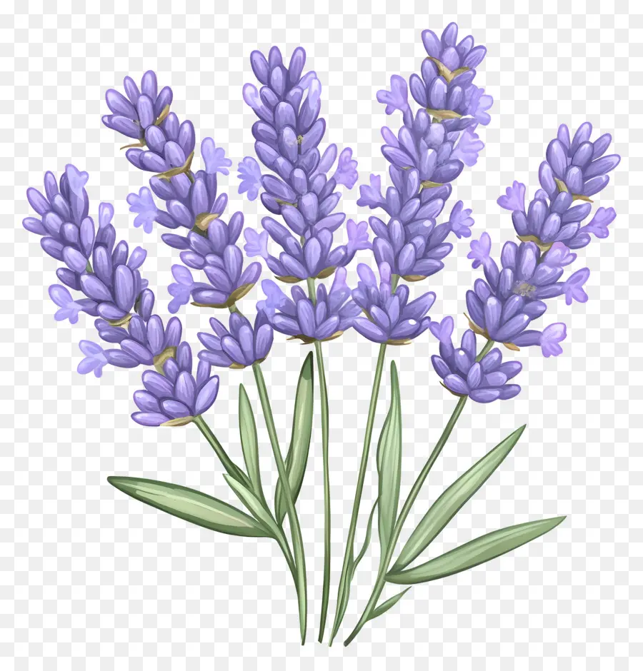 Buket Lavender，Warna Lembayung Muda PNG