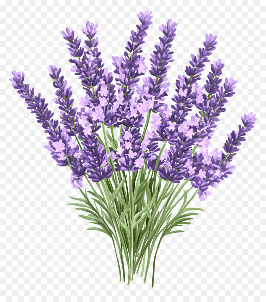 Buket Lavender，Warna Lembayung Muda PNG