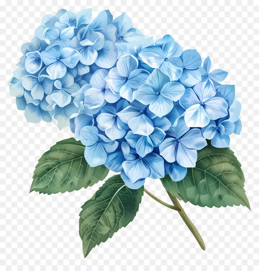 Bunga Hydrangea Biru，Hortensia PNG