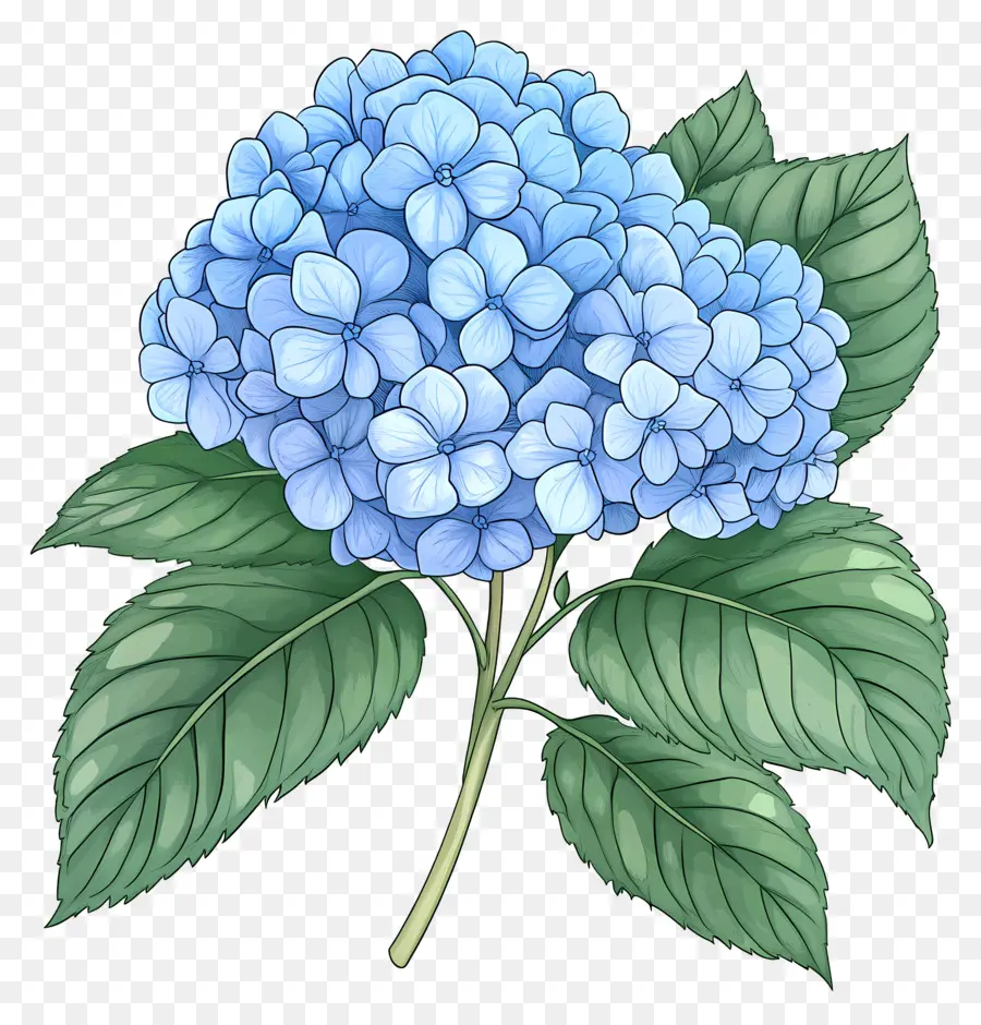 Bunga Hydrangea Biru，Hydrangea Biru PNG