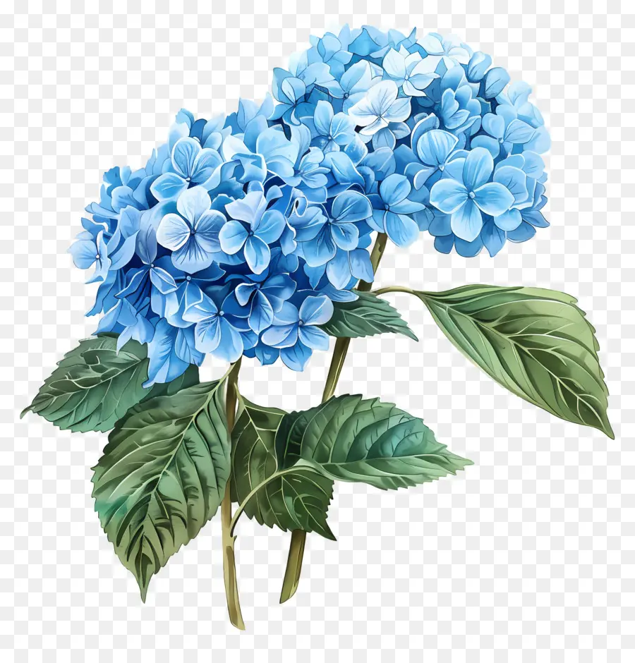 Buket Hydrangea，Hydrangea Biru PNG