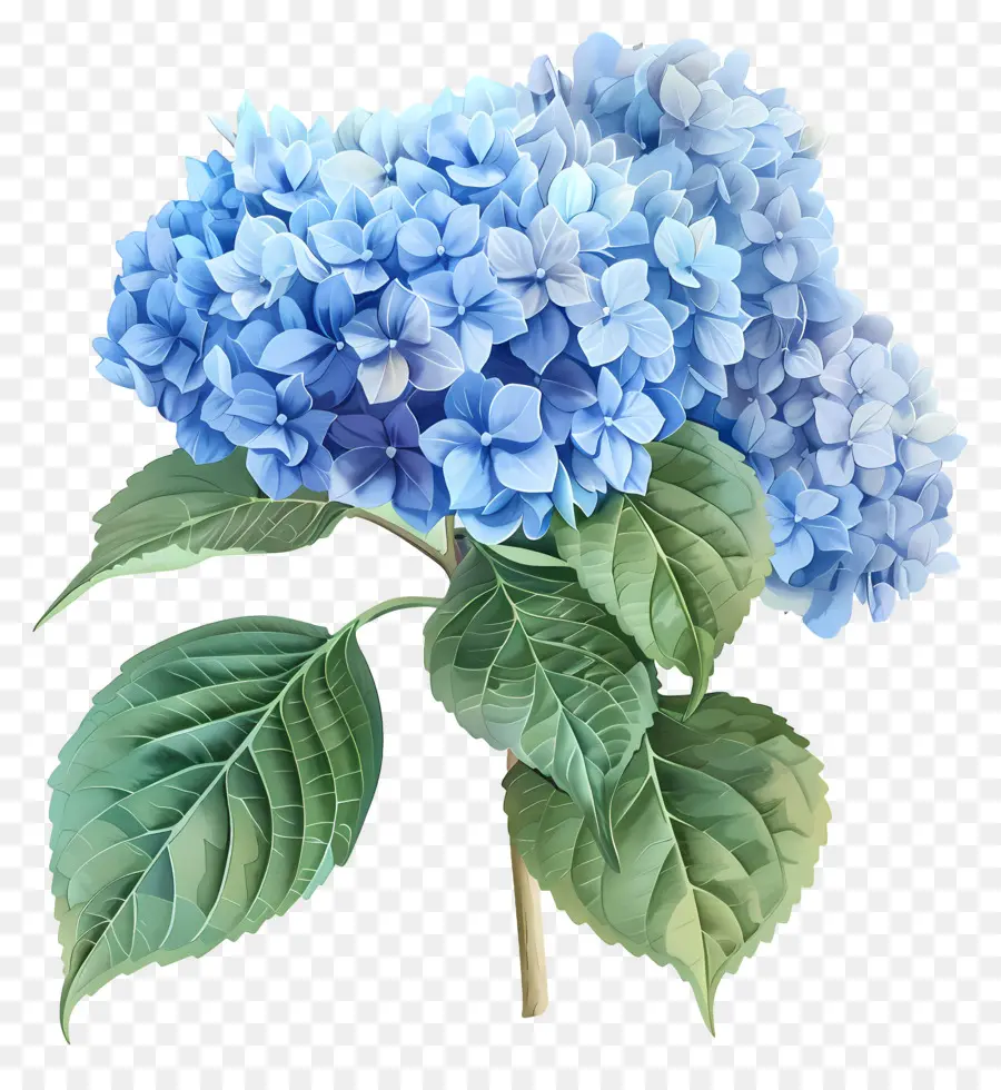 Bunga Hydrangea Biru，Hortensia PNG