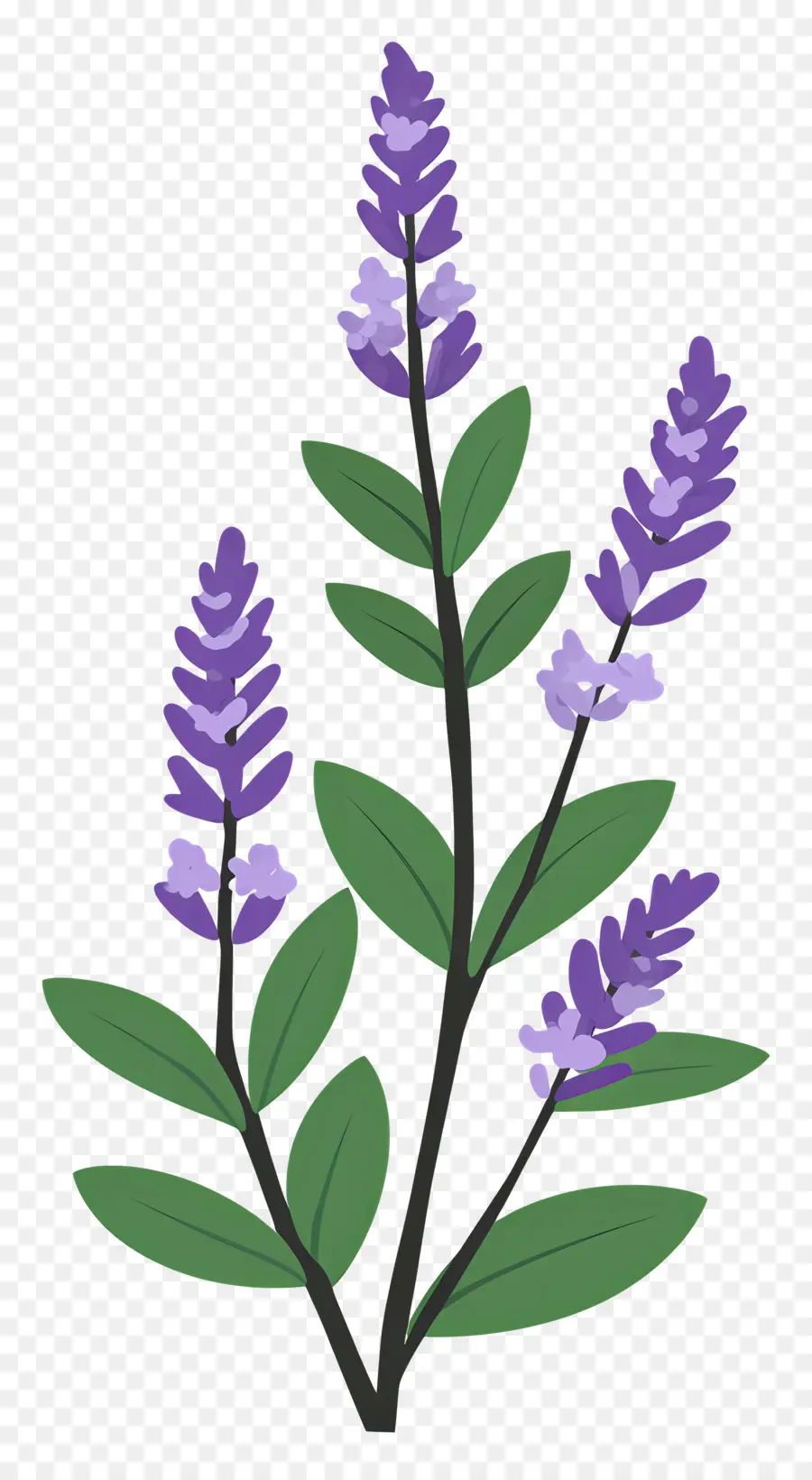 Bunga Lavender，Warna Lembayung Muda PNG