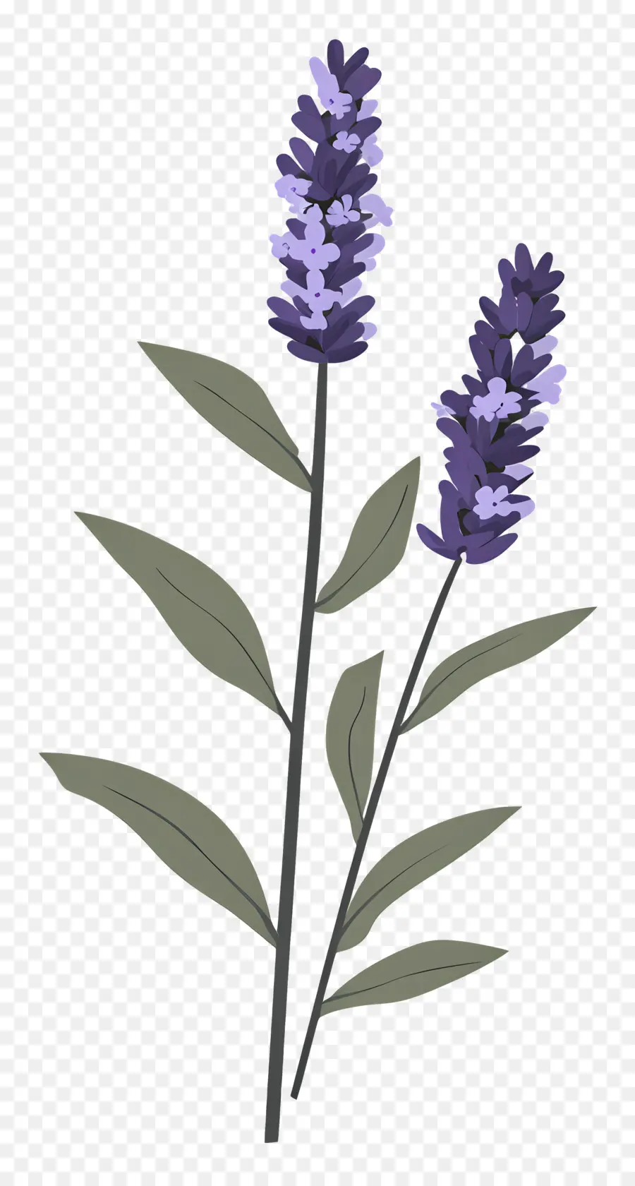 Bunga Lavender，Warna Lembayung Muda PNG