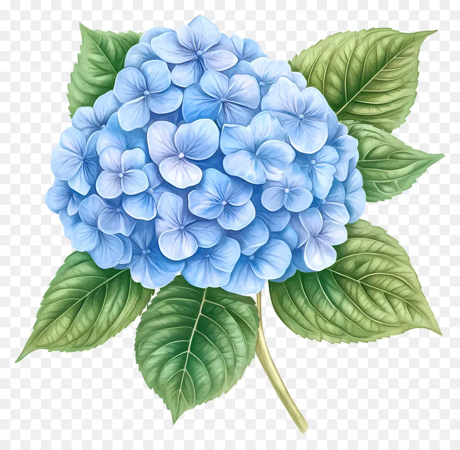 Bunga Hydrangea Biru，Hydrangea Biru PNG