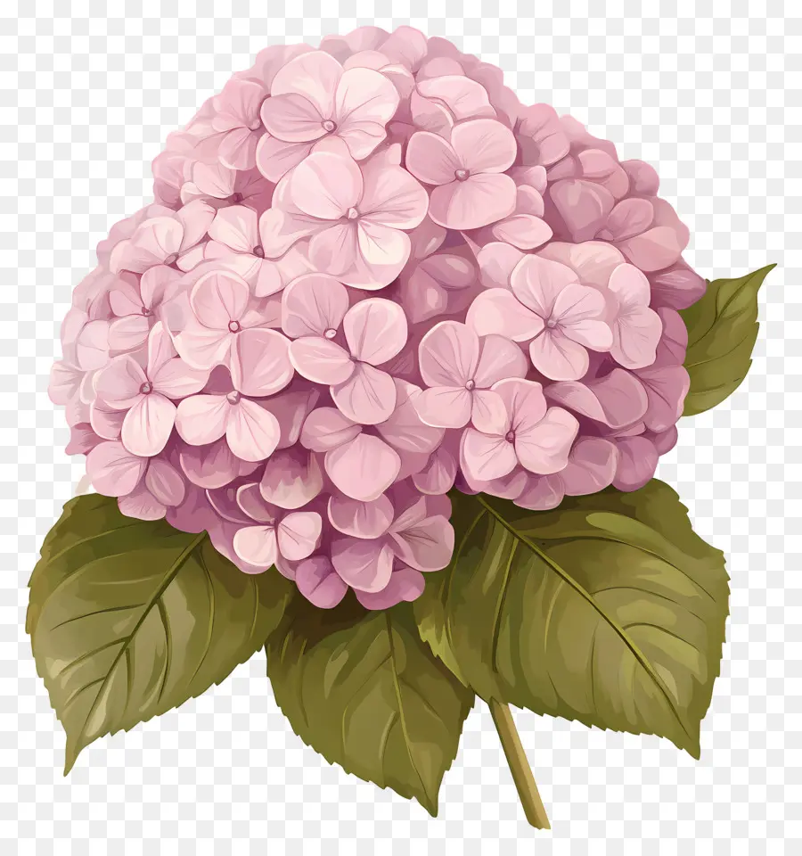 Bunga Hydrangea Merah Muda，Hydrangea Merah Muda PNG