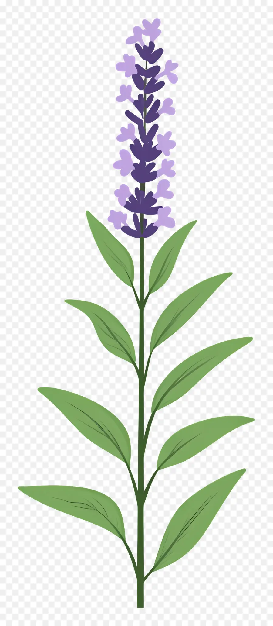 Bunga Lavender，Ungu PNG