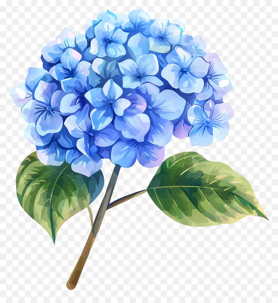 Bunga Hydrangea Biru，Hydrangea Biru PNG