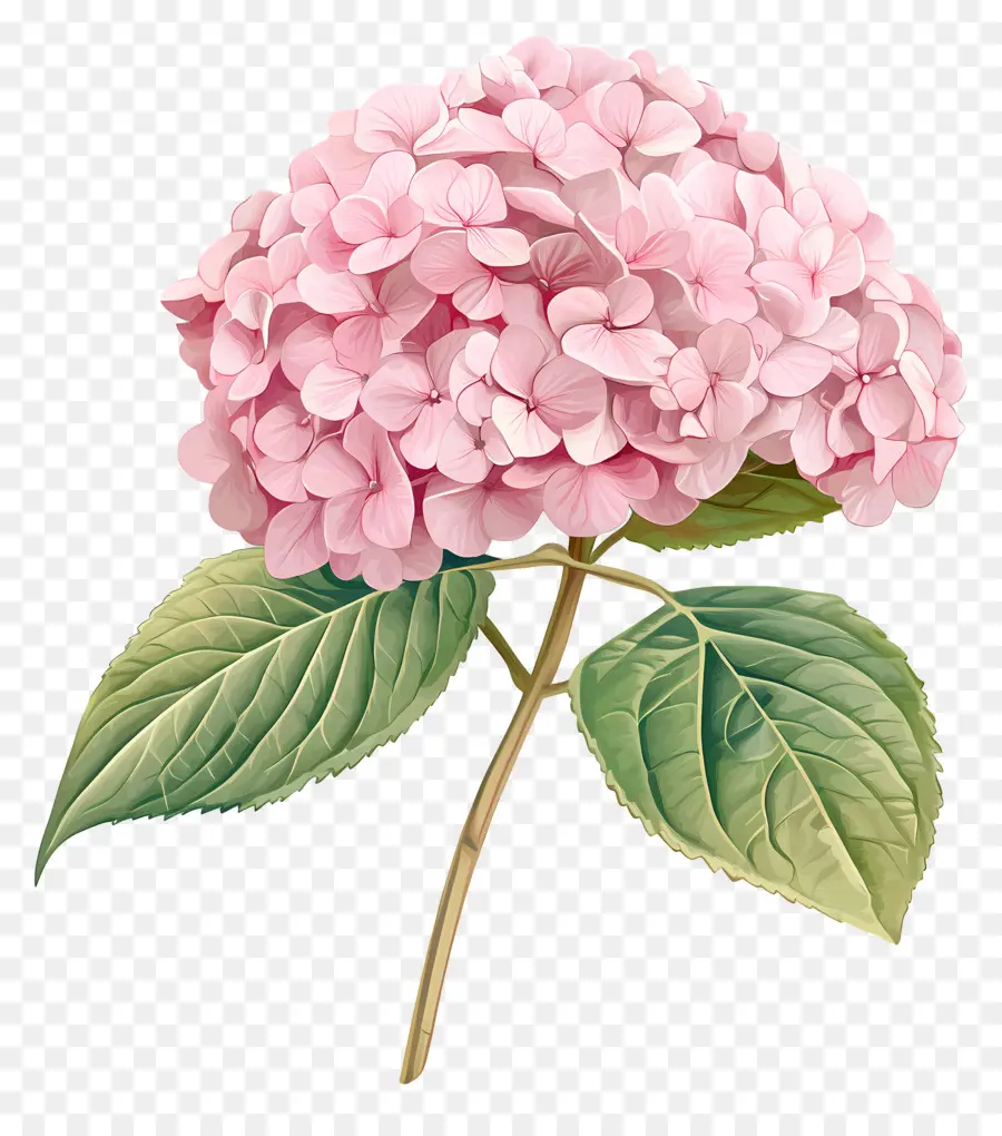 Bunga Hydrangea Merah Muda，Hortensia PNG