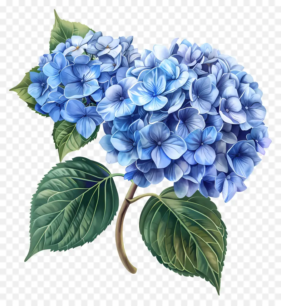 Bunga Hydrangea Biru，Hydrangea Biru PNG