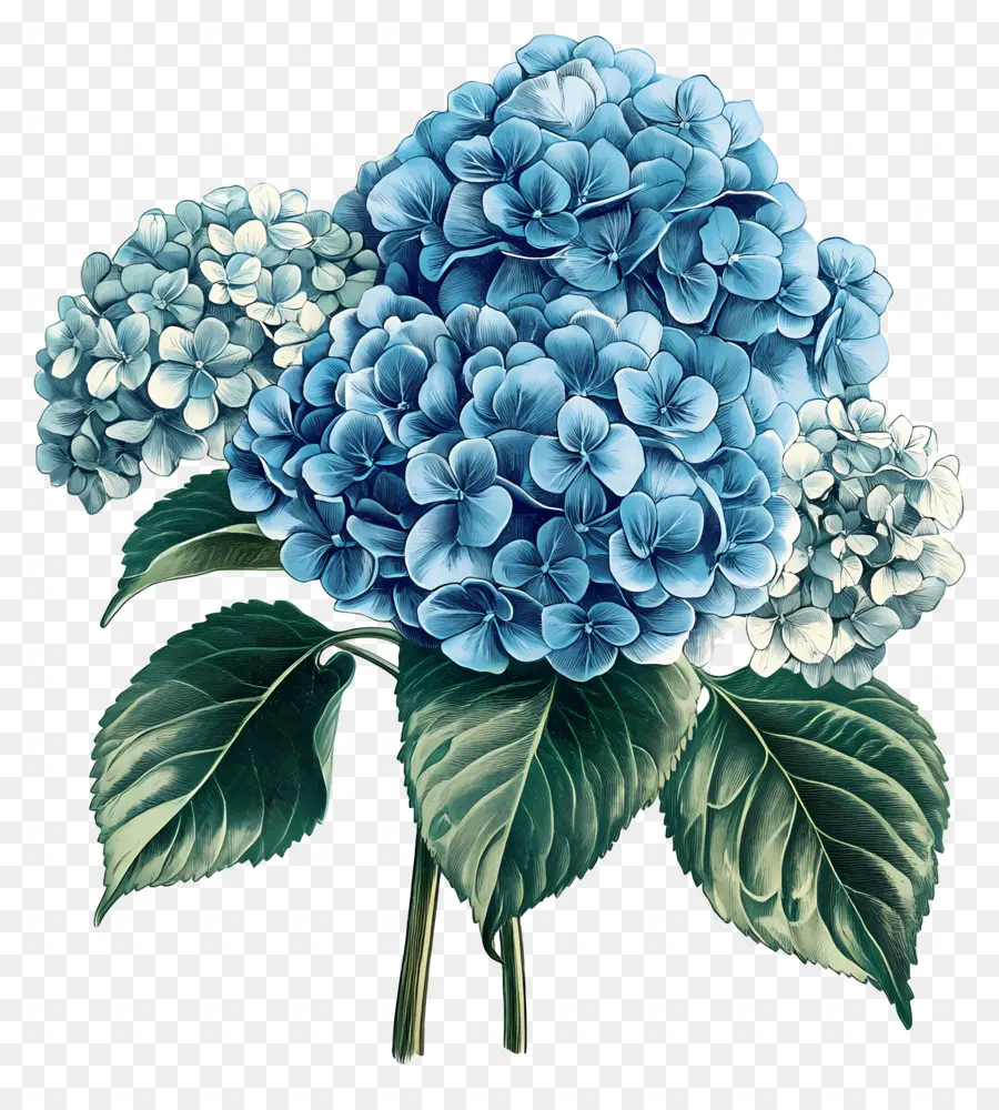 Buket Hydrangea，Hydrangea Biru PNG