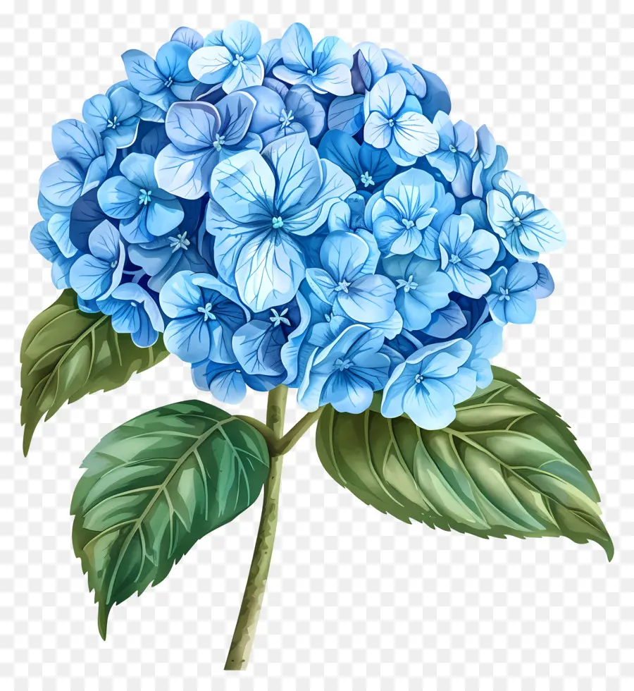 Bunga Hydrangea Biru，Hydrangea Biru PNG