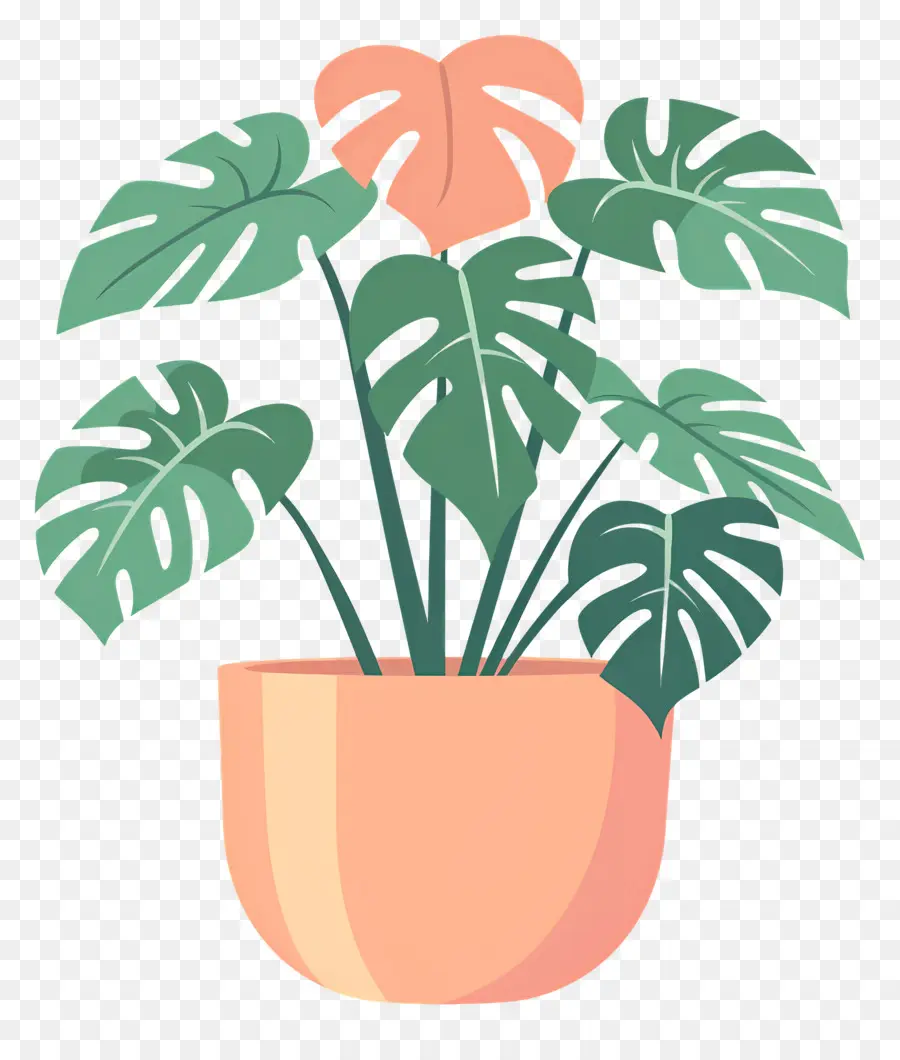 Tanaman Monstera，Tanaman Pot PNG