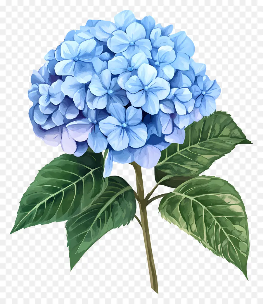 Bunga Hydrangea Biru，Bunga Ungu PNG