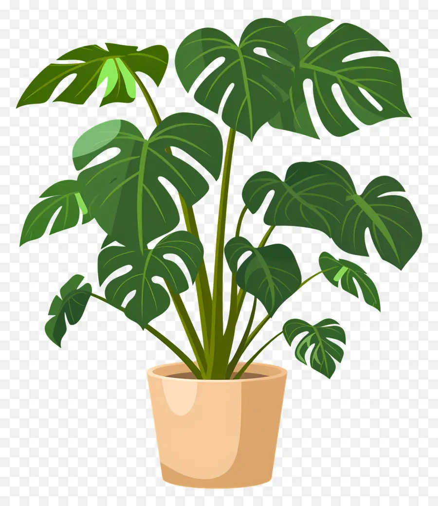 Tanaman Monstera，Tanaman Pot PNG