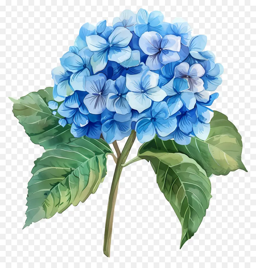 Bunga Hydrangea Biru，Bunga Ungu PNG