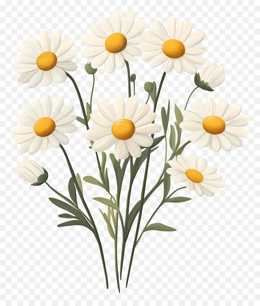 Buket Bunga Daisy，Bunga Aster PNG