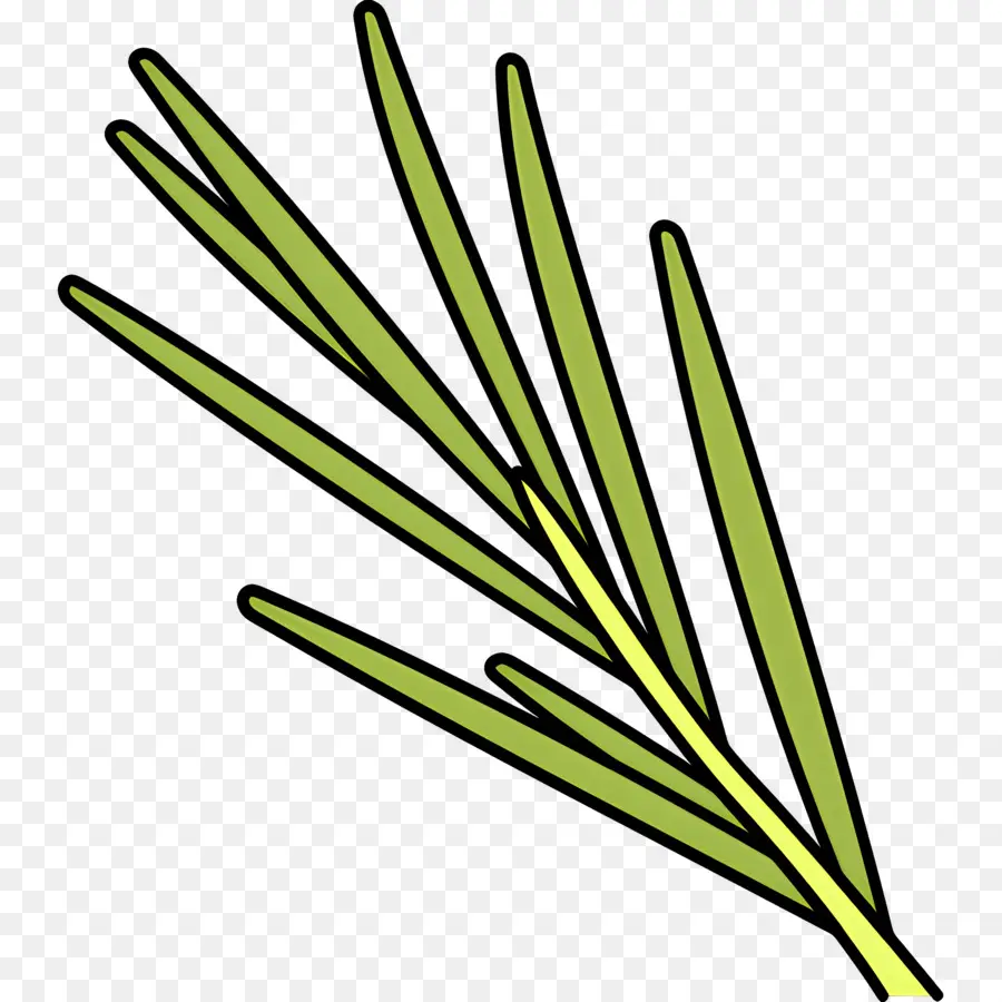 Rosemary，Daun Hijau PNG