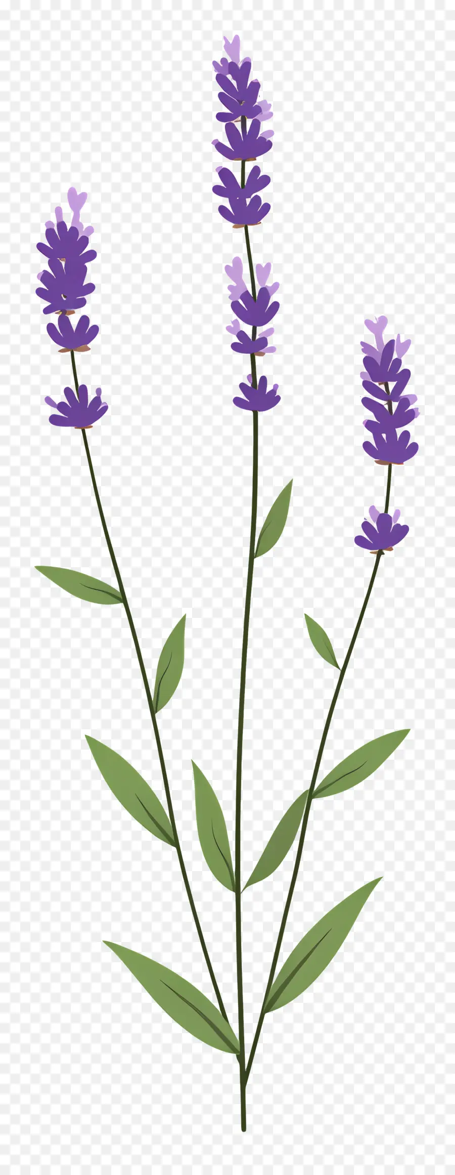 Bunga Lavender，Ungu PNG