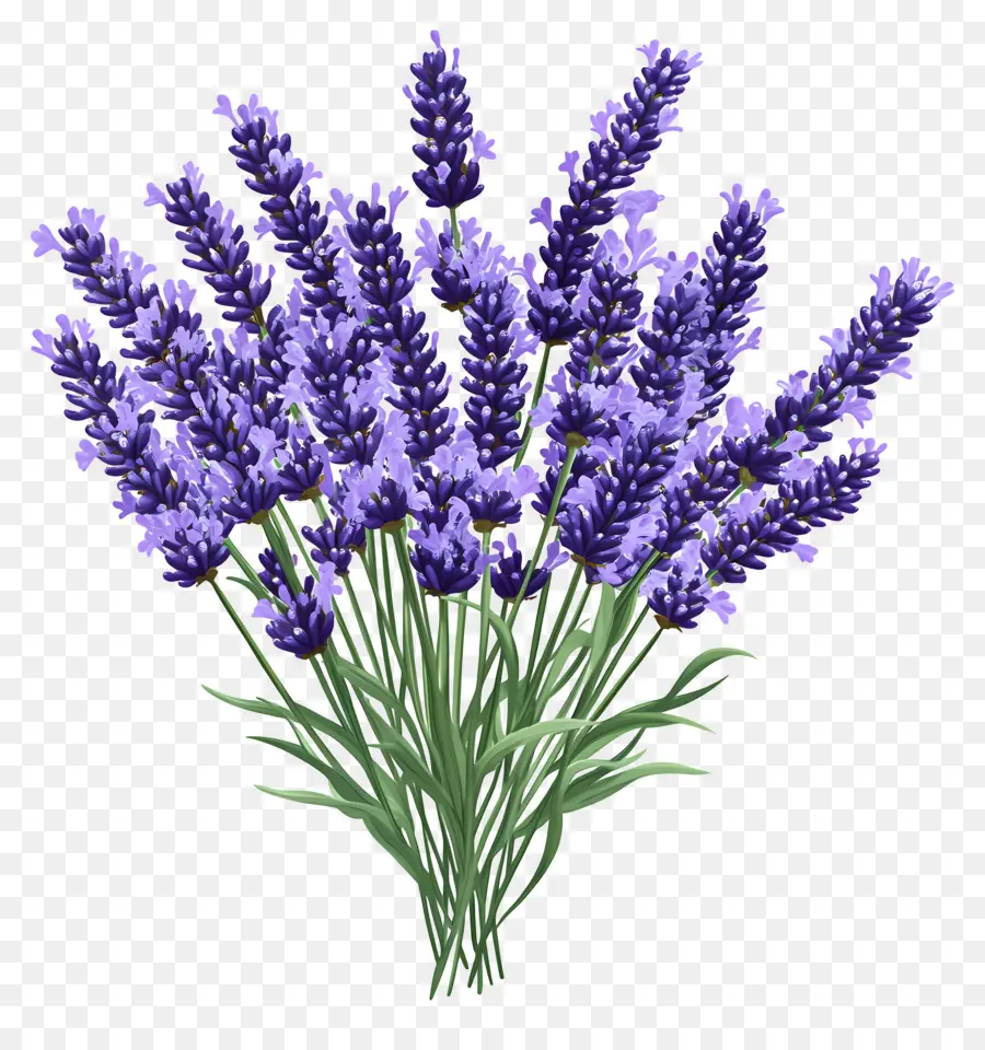 Buket Lavender，Warna Lembayung Muda PNG