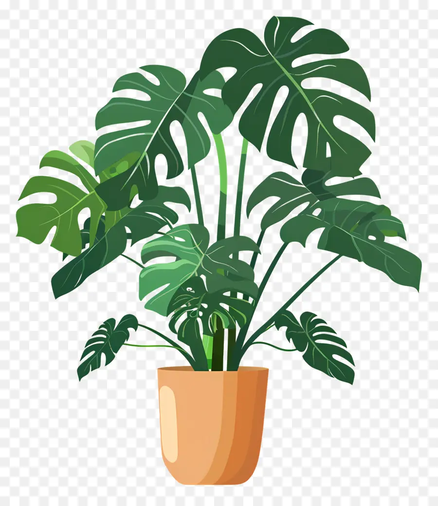 Tanaman Monstera，Tanaman Pot PNG